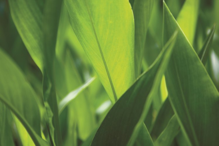 Durante la respiración celular, las plantas usan oxígeno para desglosar más los productos de la glucólisis.