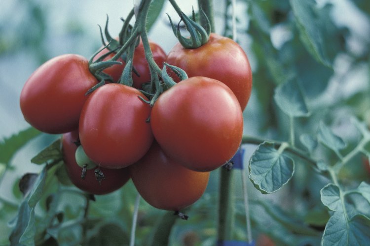 Cultiva tus propios tomates en el balcón.