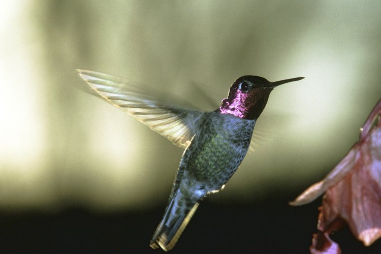 Los colibríes están entre las aves más rápidas.