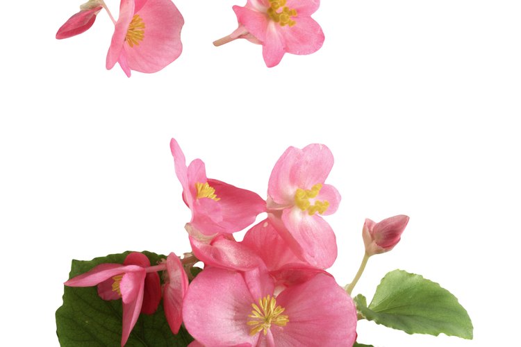 La begonia ala de ángel viene de una familia extensa de plantas.