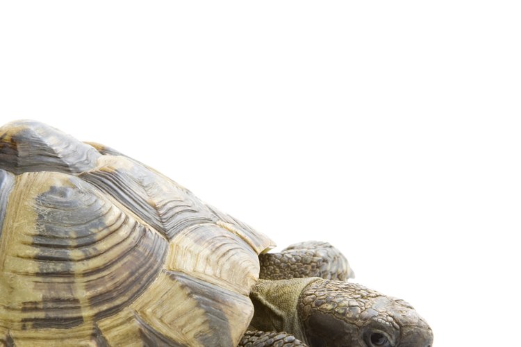 Las tortugas pueden ser una gran mascota.