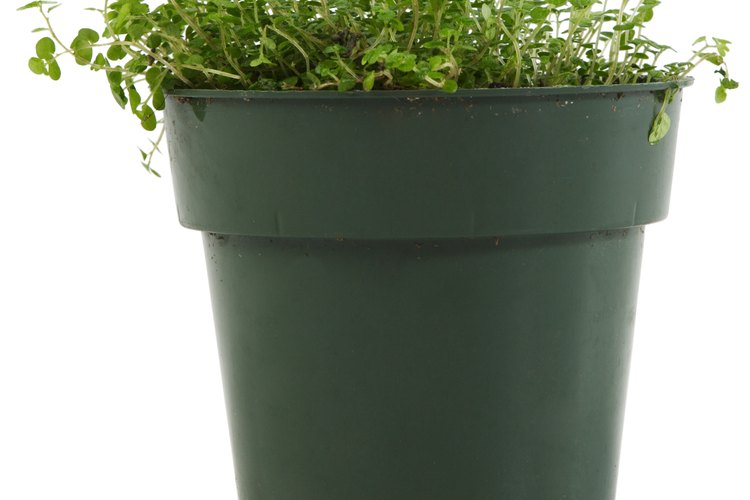 Las plantas de alfalfa pueden prosperar durante más de cinco años, bajo las condiciones adecuadas.