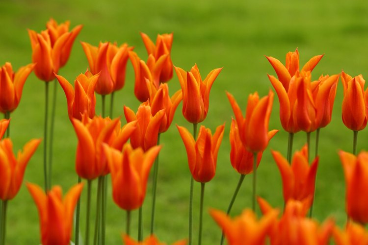 Tulipanes "Flor de lirio" bicolores en plantación masiva.