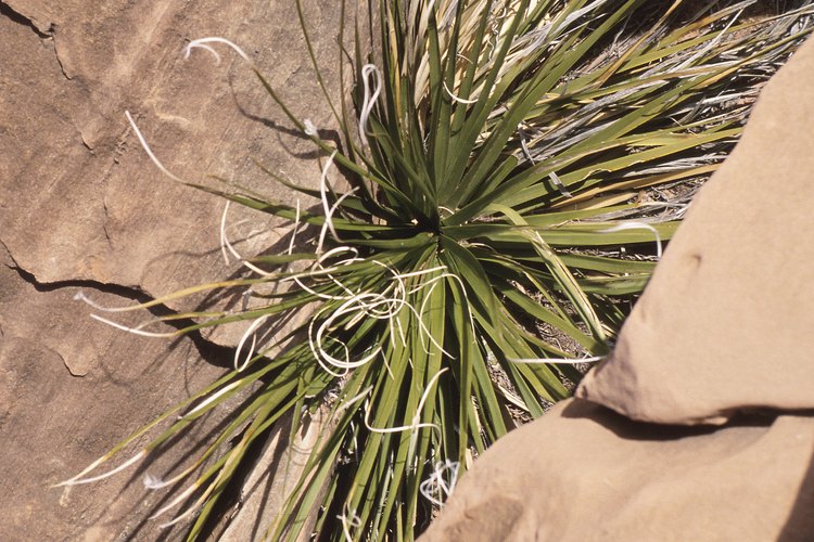 Las plantas de yuca son fuertes y de crecimiento rápido.