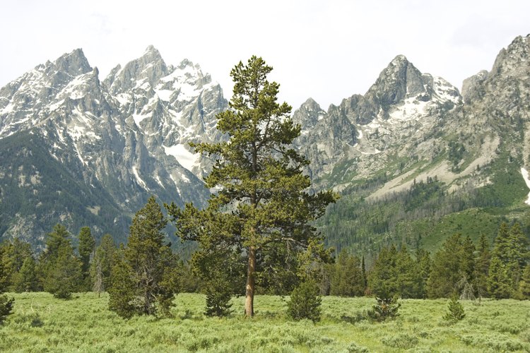 Los picos de 13.000 pies de Grand Teton dan valles ricos en vida silvestre.