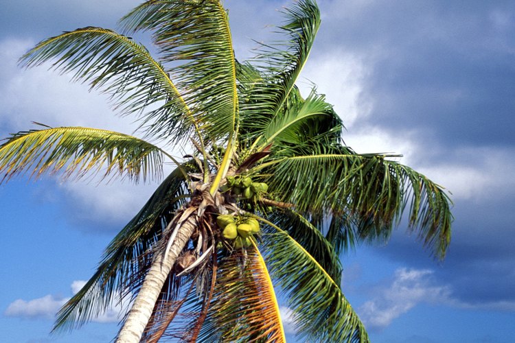 La palmera tropical.