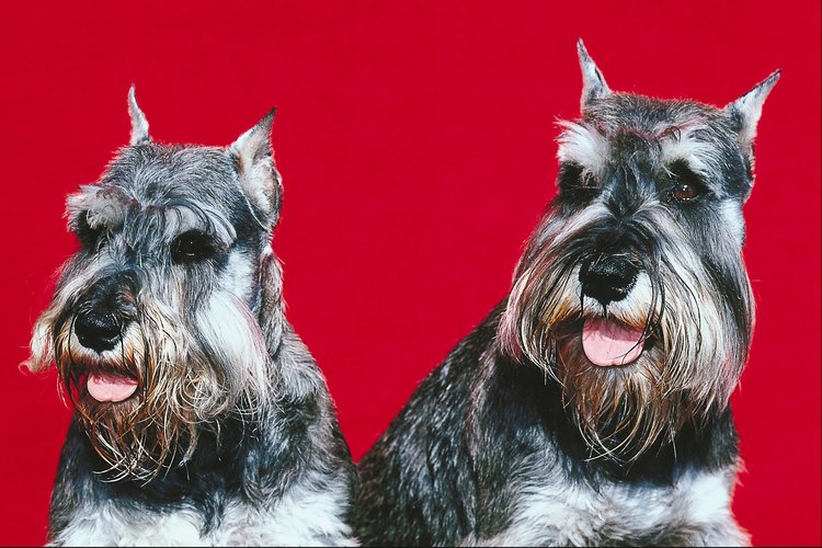 Las cejas abundantes y la barba son parte del corte del Schnauzer.