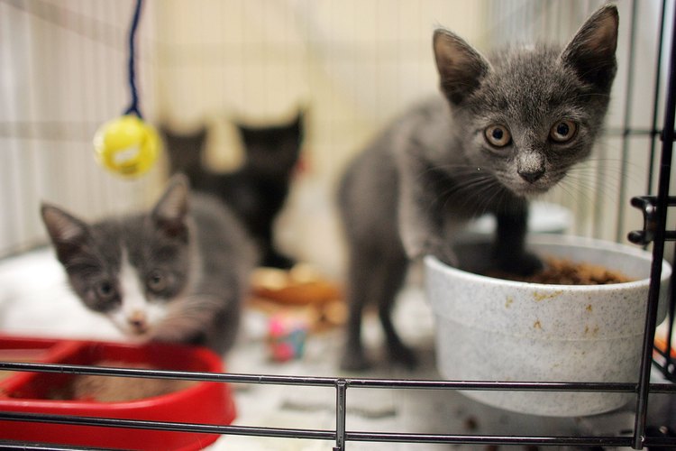 Deja de alimentarlos con la fórmula para gatitos durante la séptima semana.