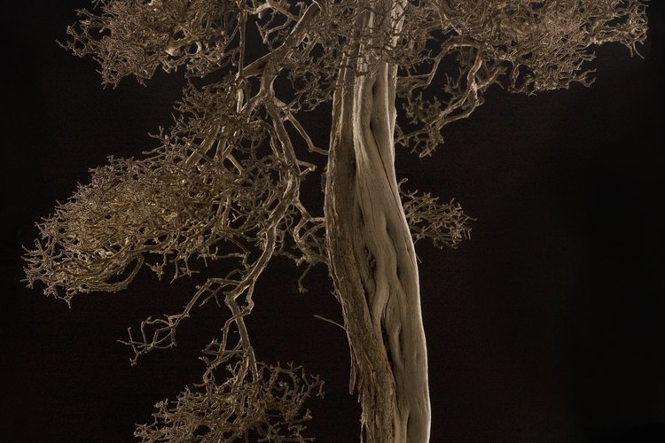 Tiempo, paciencia y generosa atención pueden ayudar a revivir a tu bonsai moribundo.