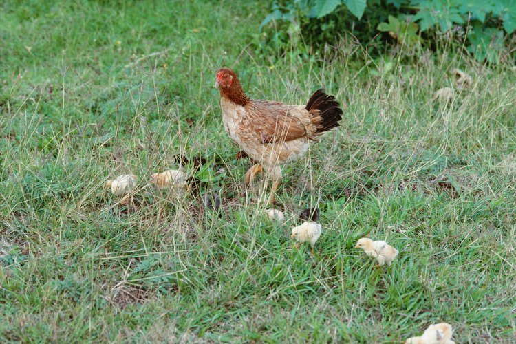 Todos los animales tienen el instinto de criar a sus pequeños. Los pollos no son una excepción.