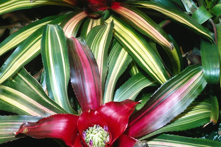 Las bromelias prefieren exposición a pleno sol sólo durante las horas menos intensas de la mañana o la tarde.