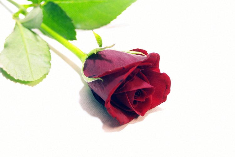 El aroma a rosas es uno de los muchos olores percibidos durante apariciones paranormales.