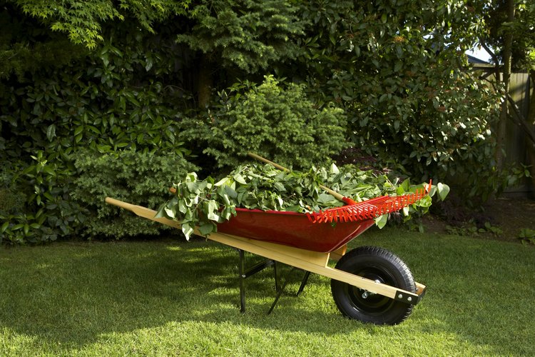 Protege el césped de tu jardín de los hongos.