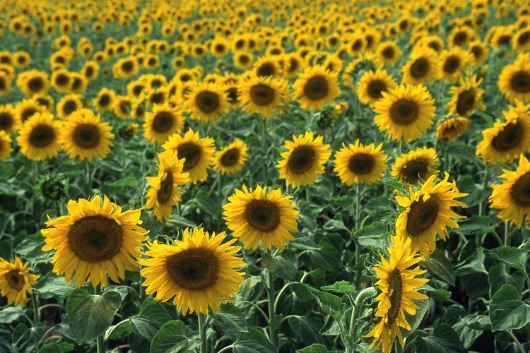 Los girasoles ofrecen belleza y un refrigerio en un solo paquete.