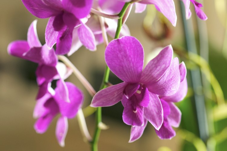 Con el cuidado apropiado, tu orquídea puede producir una gran cantidad de flores.
