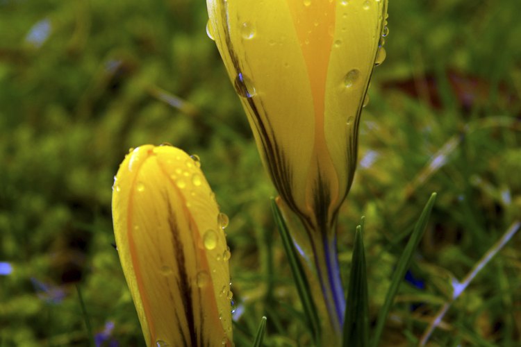Las plantas con bulbos, como los crocus, sobreviven bien el invierno.