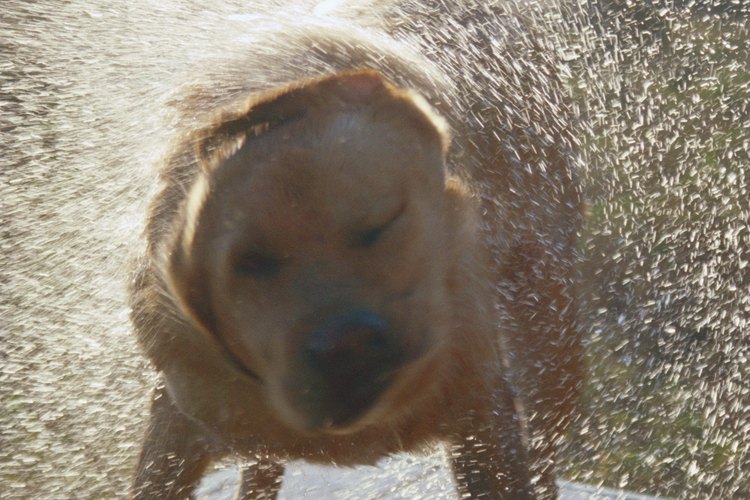 Encuentra el tratamiento adecuado para tu perro en caso de que sufra de puntos calientes.