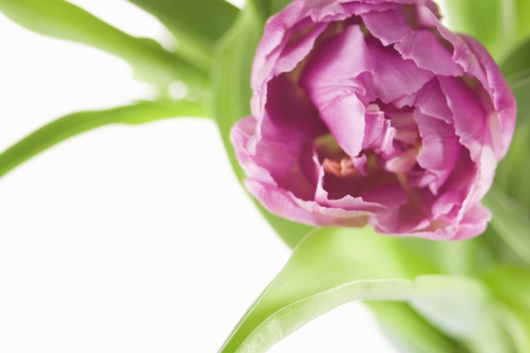 Los tulipanes dobles a menudo no revelan el núcleo central de la flor.