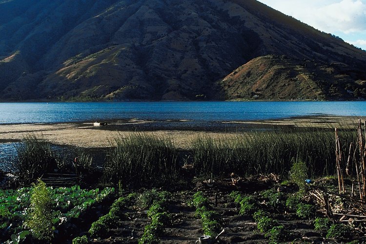 Los andisoles son suelos agrícolas ricos que se encuentran cerca de los volcanes.