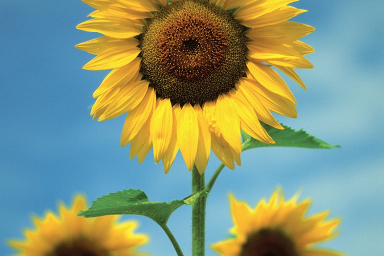 Conoce cuándo debes plantar los girasoles.