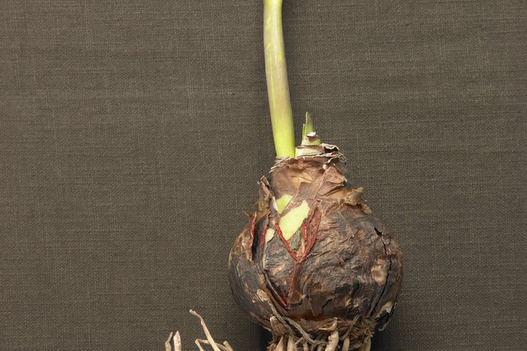 El alimento almacenado en los bulbos les permite florecer incluso en la oscuridad.