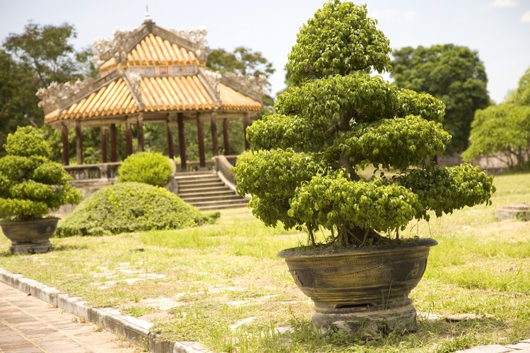 Los arbustos y árboles enanos mejoran sin dominar un paisaje.