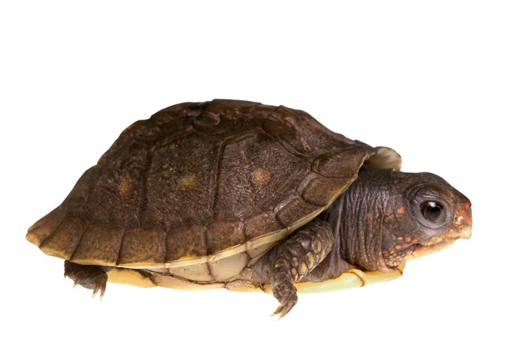 Para saber si tu tortuga es hembra o macho, debes esperar a que alcance la edad adulta.