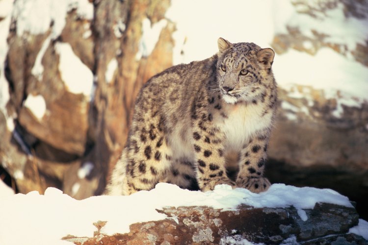 El leopardo de nieve es una de las raras especies encontradas en el desierto de Gobi.