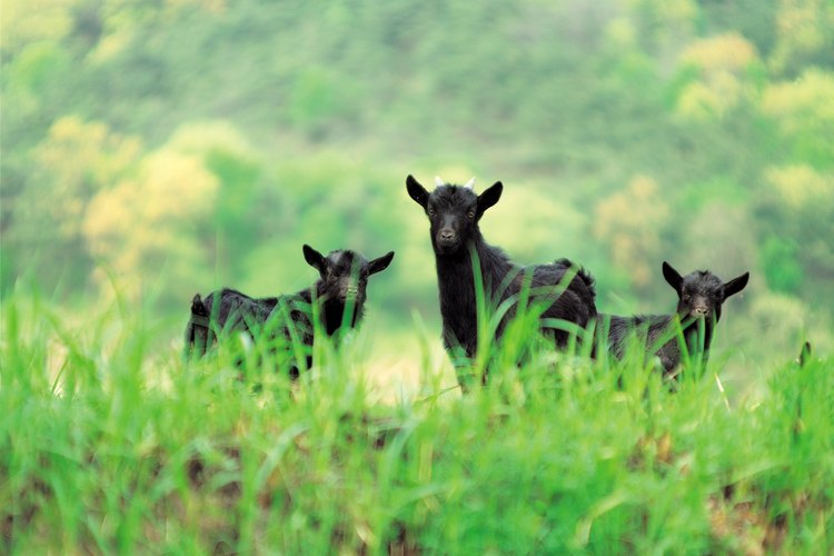Los productos de las cabras resultan benéficos para los granjeros.