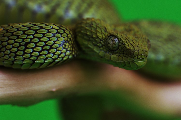 Si tu serpiente no come, probablemente el alimento no está a la temperatura adecuada.