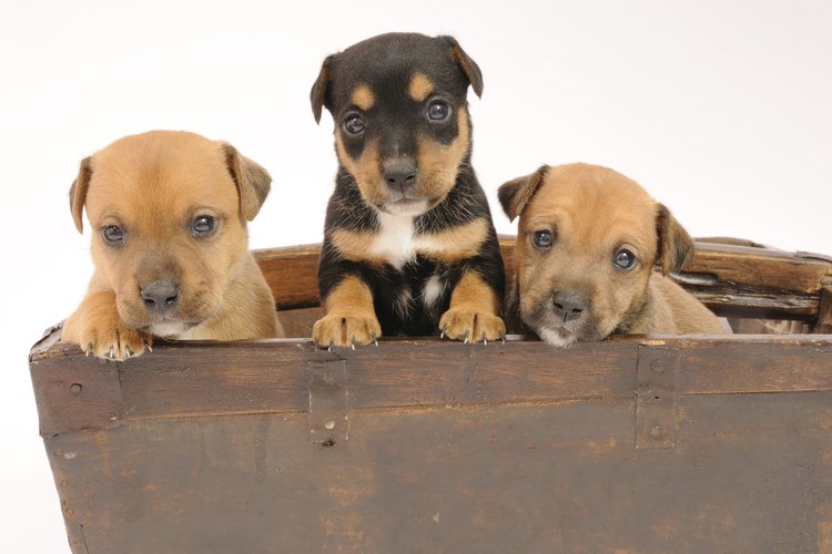 Es una alegría tener cachorritos en la casa.