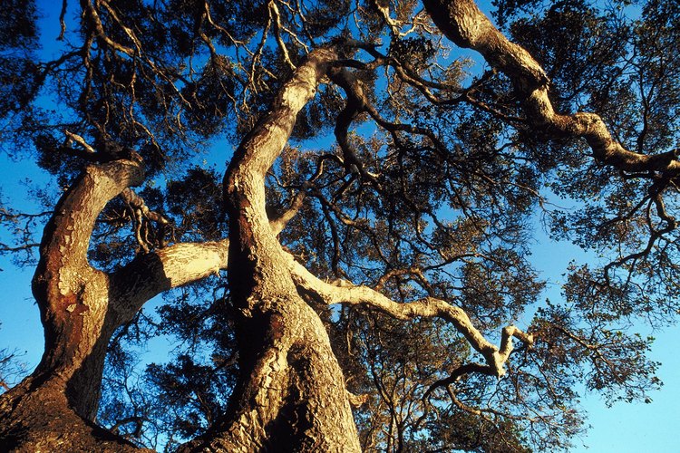 Imponentes Robles se pueden encontrar en el Live Oak Park de Fallbrook.