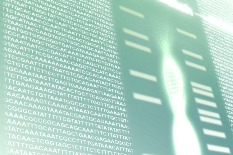 Cómo analizas los resultados del gel dependerá en parte de lo que estás buscando