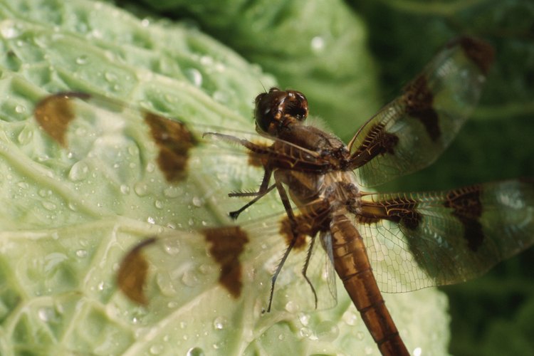 El óxido le puede aportar a la planta una defensa contra insectos y hongos.