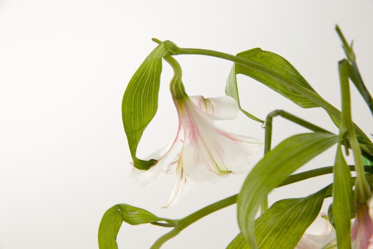 Los tallos débiles de plantas pueden tener varias causas.