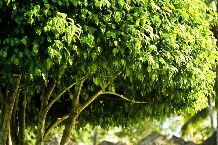 Aprende cómo cultivar una árbol de higos negros.