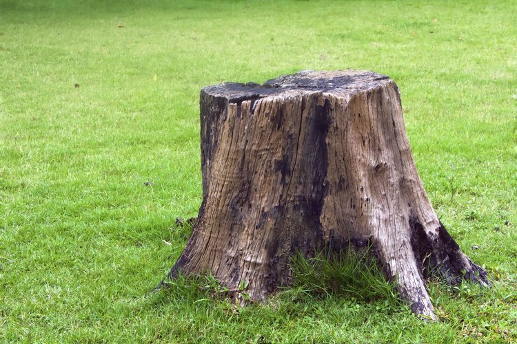 No siempre es fácil o rápido descomponer un tocón de árbol completamente.