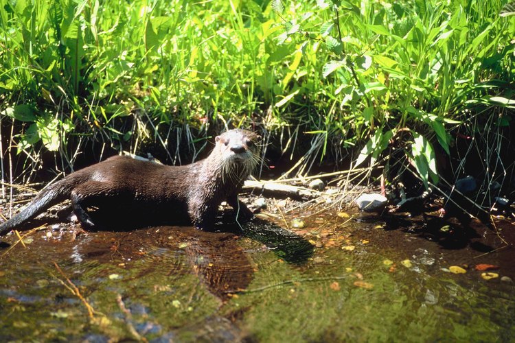 Los pantanos cerca de los campamentos para tiendas de campaña, son el hogar de las nutrias de río.
