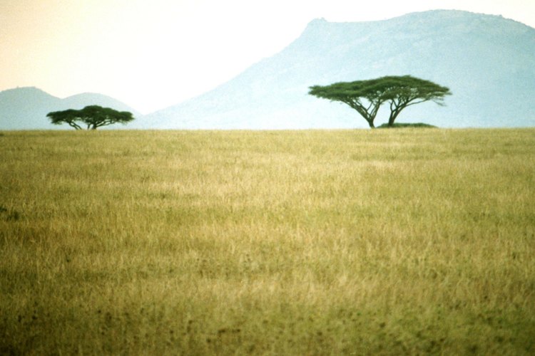 La savia del árbol de acacia puede ser utilizada en los alimentos, la pirotecnia e incluso para la preservación de fósiles.