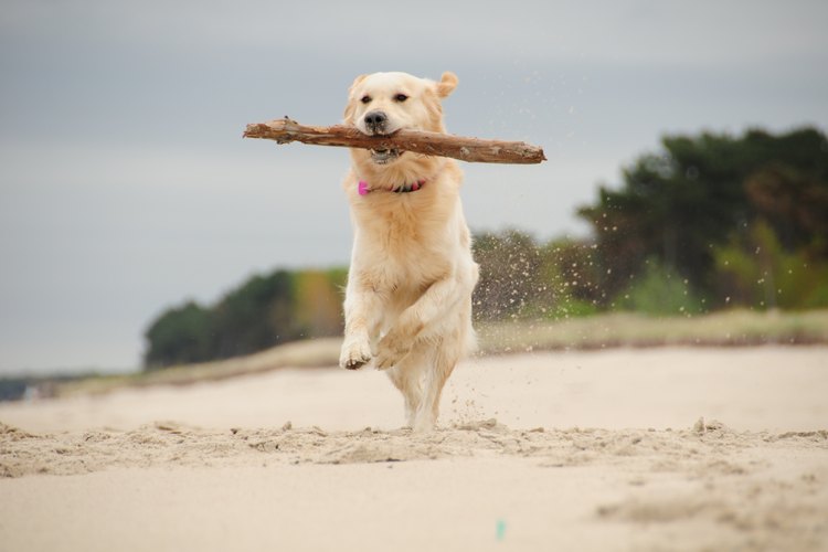 La clindamicina no daña el DNA de los perros.