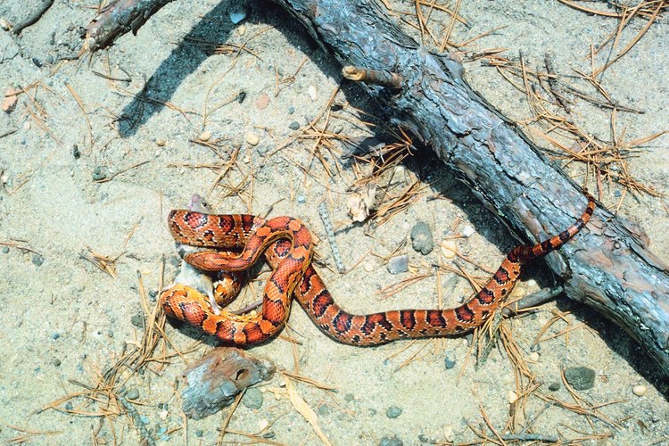 La serpiente del maíz ahora puede ser encontrada en distintas partes del mundo debido a su popularidad en la industria de las mascotas.