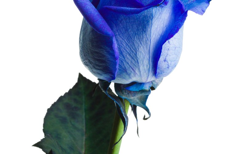 Las rosas azules fueron creadas tiñiendo rosas blancas.