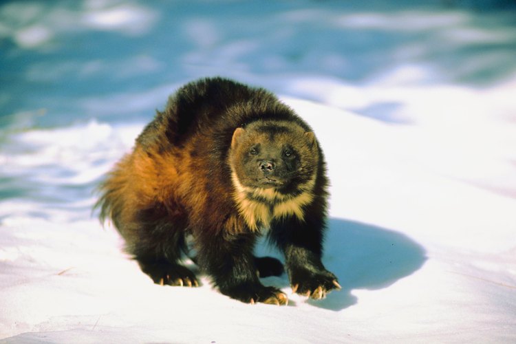 Imagen de un glotón (Wolverine)real