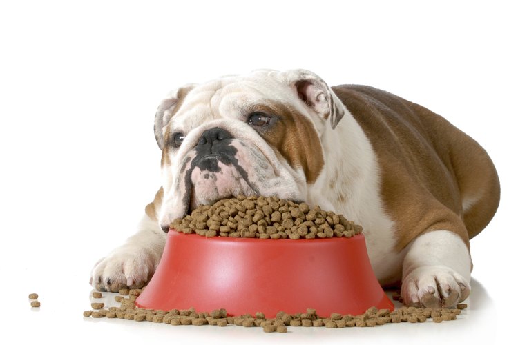 Un perro enfermo puede estar desinteresado en los alimentos.