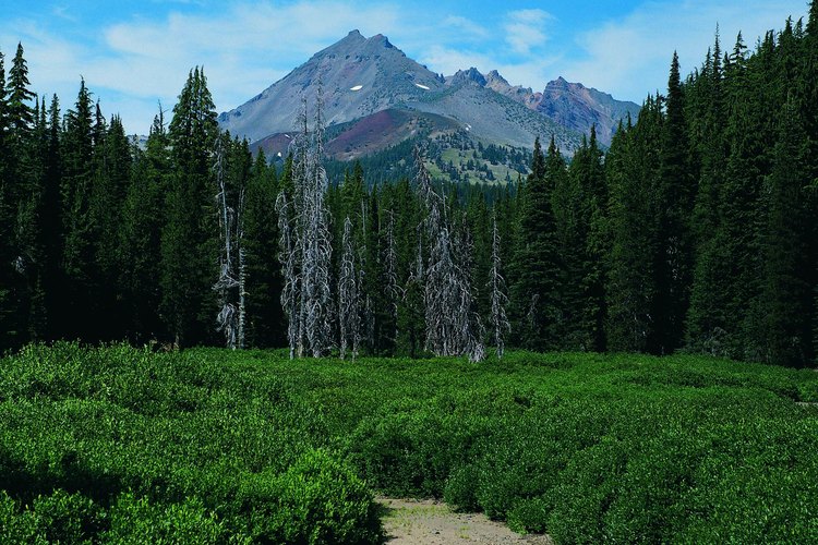 La cima de Brojen Top está sobre Deschutes National Forest.