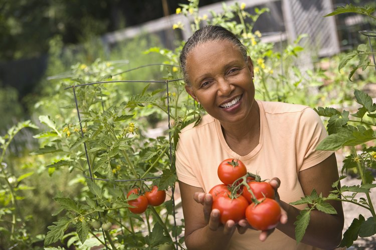 El exceso de riego también hará que la planta de tomate se marchite y muera.