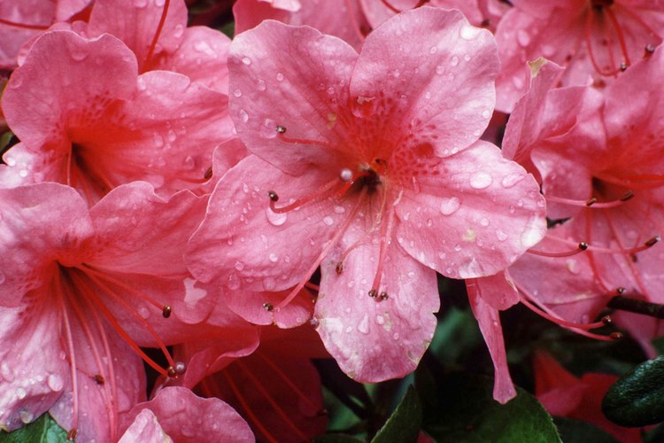 Las zaleas son usadas para los paisajes por sus colores de primavera.