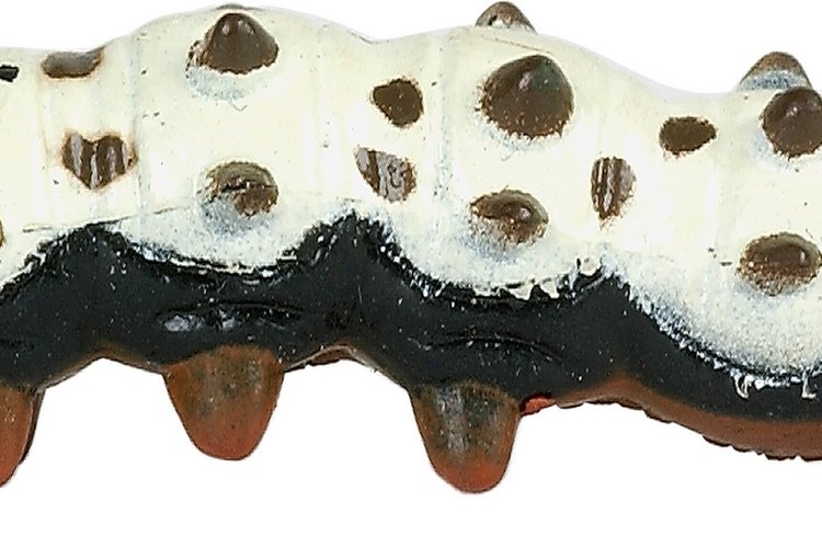 Las larvas de gusano crecen 1 pulgada (2,54 cm) de largo y tienen una forma curvada o C.