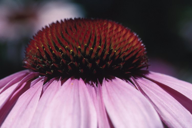 La equinácea púrpura es una flor ideal para atraer abejas y otros polinizadores.