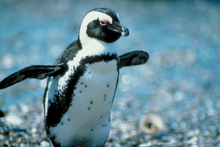 Hasta las aves no voladoras, como los pingüinos, comparten la mayoría de las características principales de las aves.
